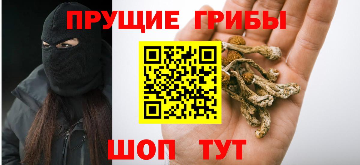 Псилоцибиновые грибы Psilocybine cubensis Бутурлиновка